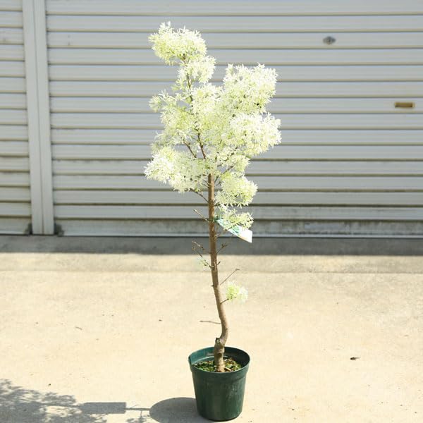 Amazon.co.jp: 庭木・植木：一才ヒトツバタコ（なんじゃもんじゃの木